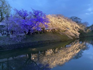 桜