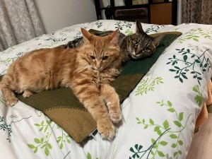 IMG_1394