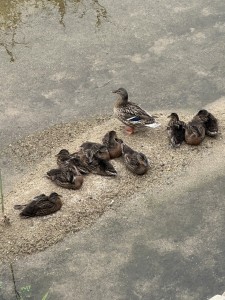 S__86573060