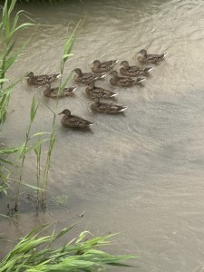かも